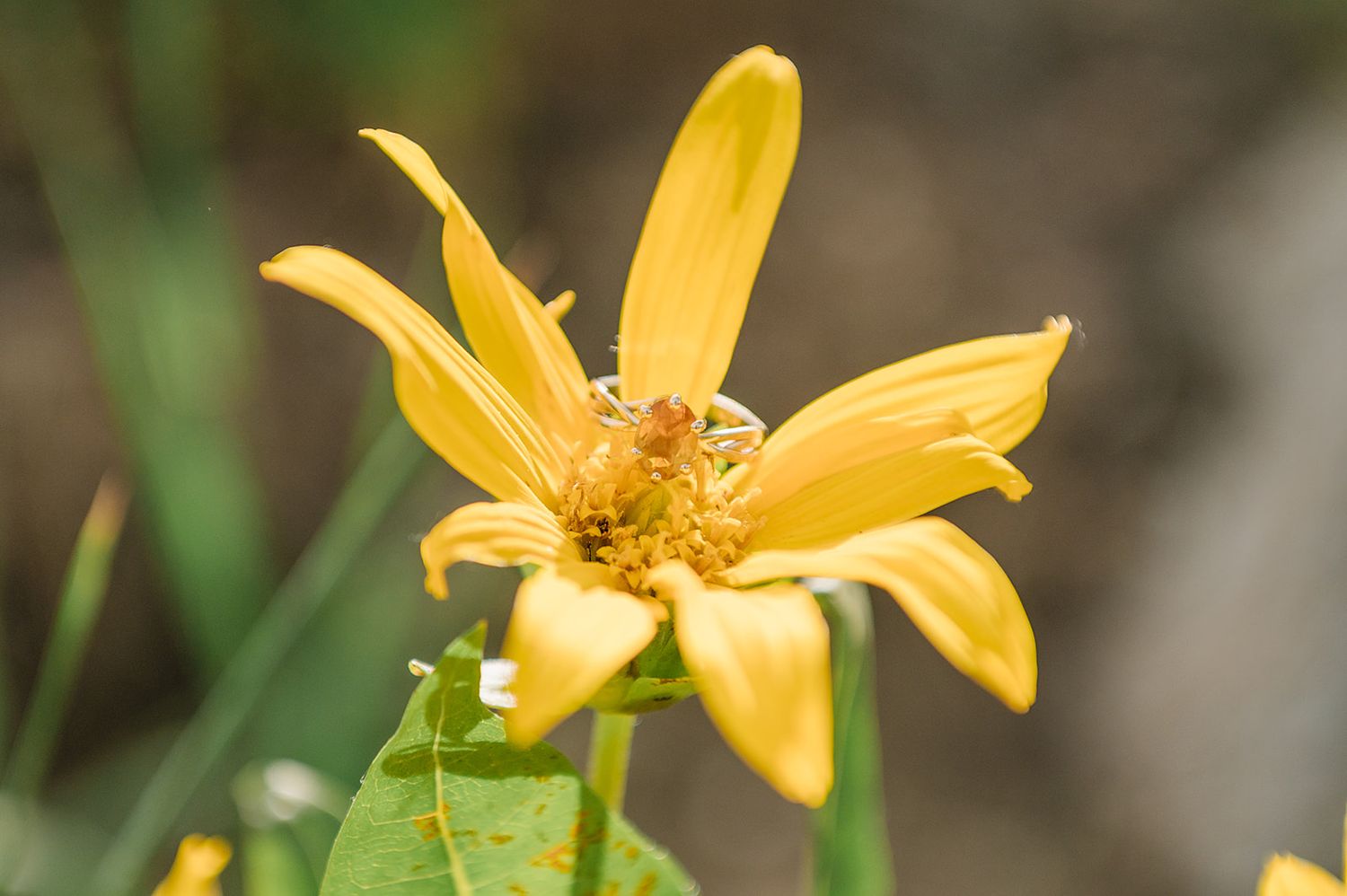 Close-up of a vibrant yellow wildflower with delicate petals in natural lighting.