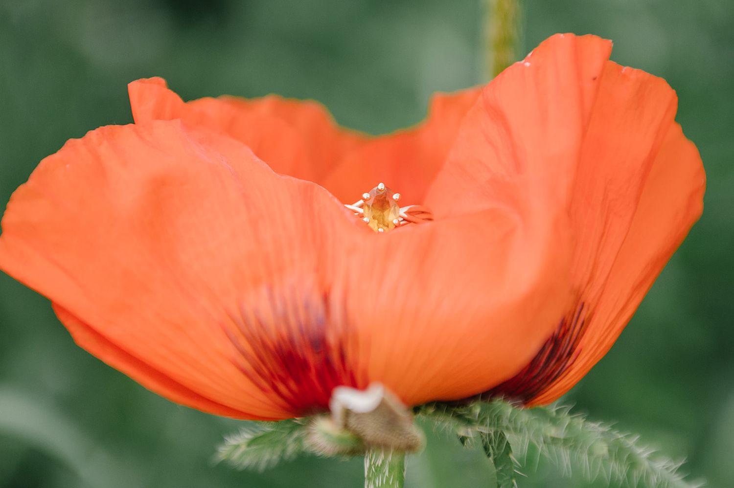 Close-up macro photograph of a vibrant orange poppy flower with dark center against blurred green background.