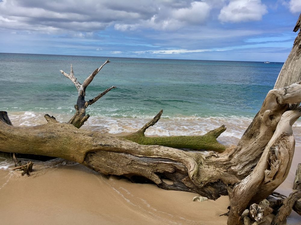 Heywood's beach with fallen trees by Barbados Photographer Logan C Thomas location scouting for catalog