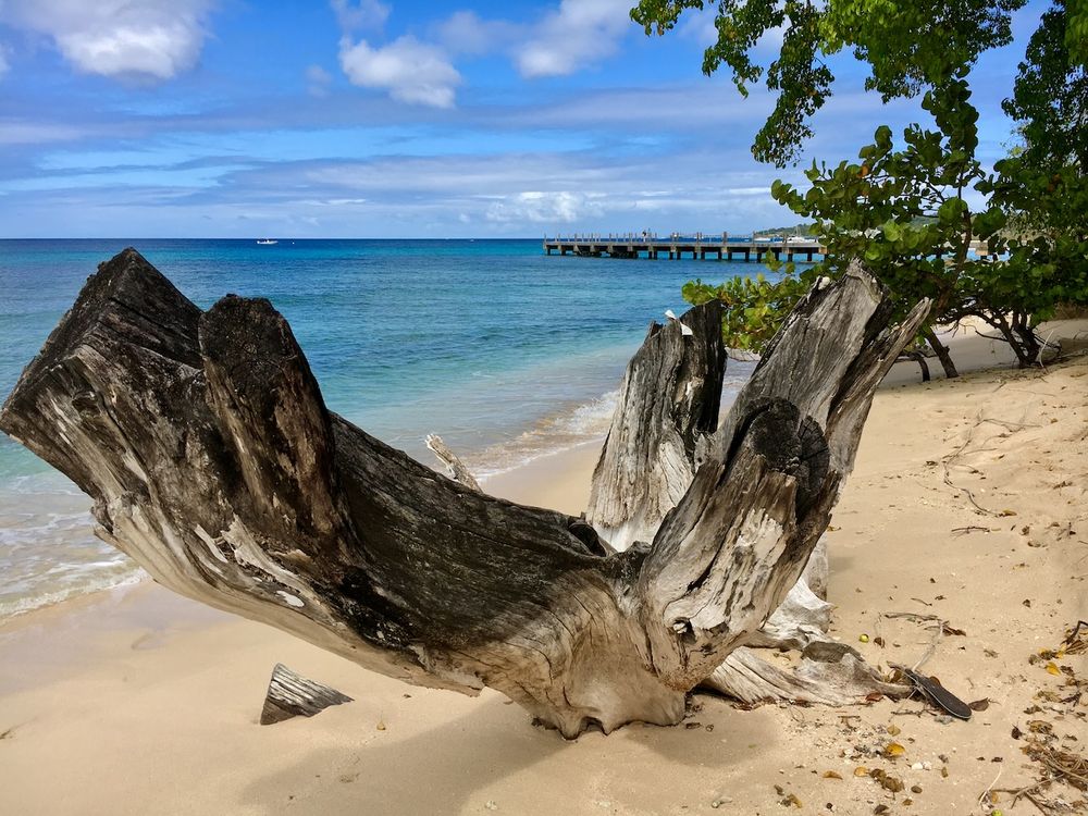 Heywood's beach with tree stump by Barbados Photographer Logan C Thomas location scouting for catalog