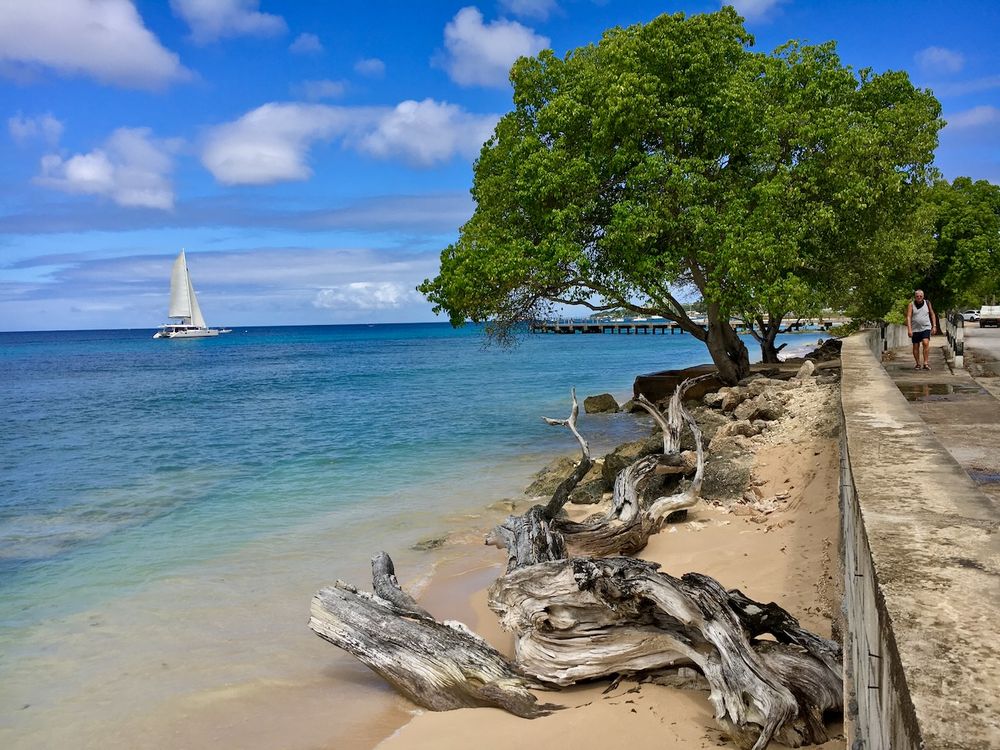 Heywood's beach with fallen trees sailboat by Barbados Photographer Logan C Thomas location scouting for catalog