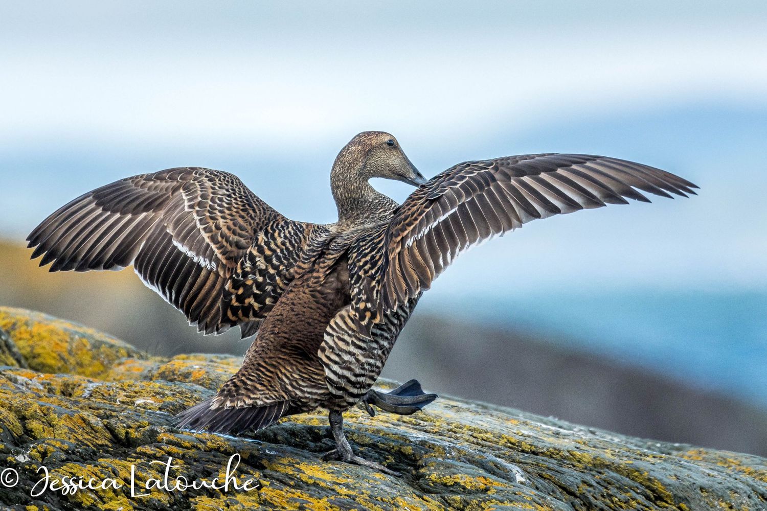 Canard eider à duvet femelle, Réserve naturelle en milieu privé de l'Île-aux-pommes