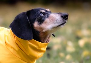 Close-up portrait of a dachshund wearing a yellow raincoat against an autumn background.