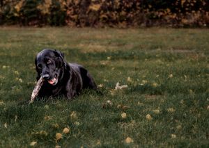 A black Labrador retriever lounges on grass with fallen leaves scattered around.