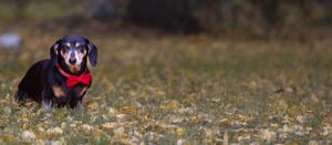 A small black and tan dachshund wearing a red collar walks through fallen autumn leaves.