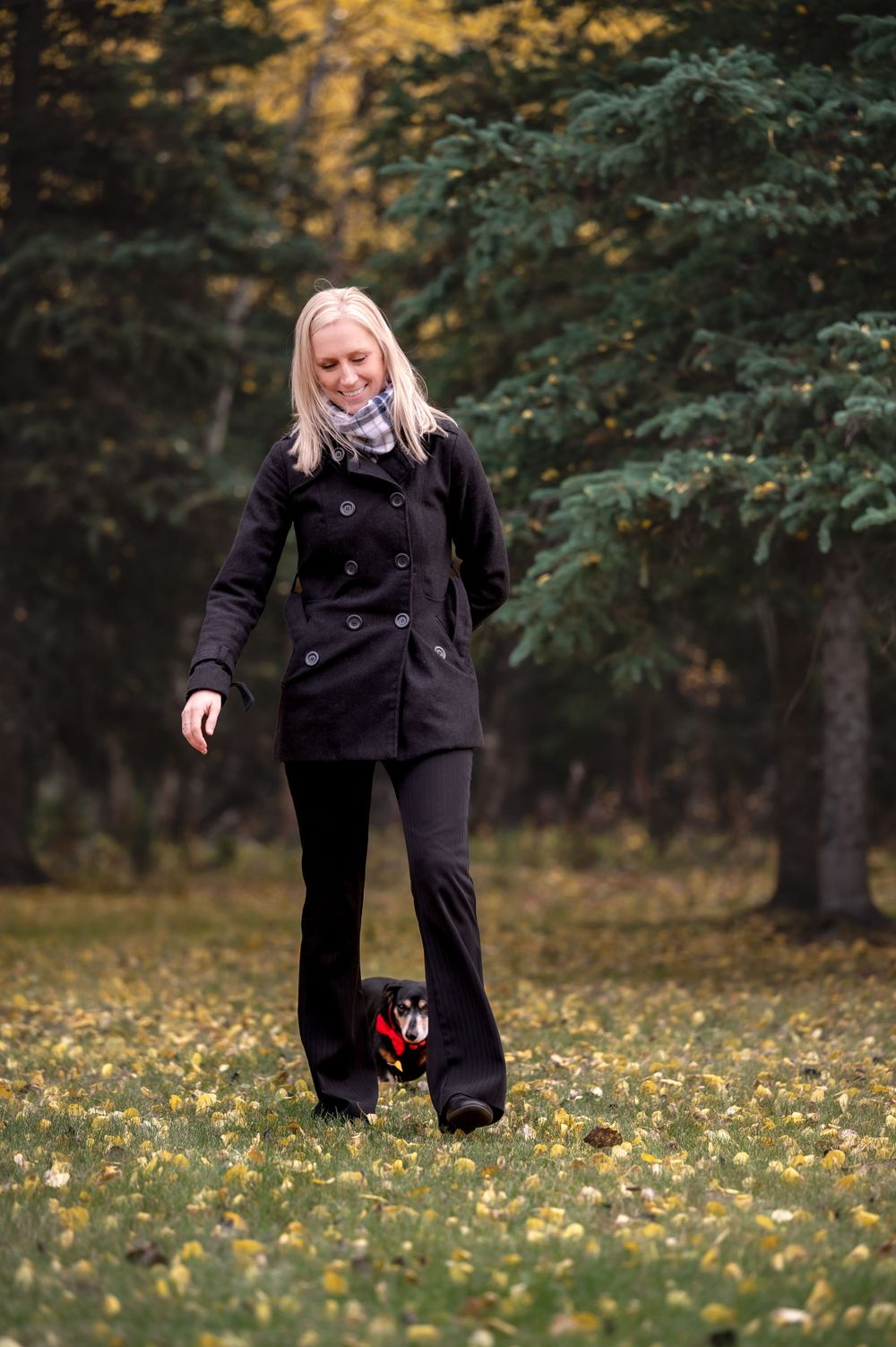 A fall scene showing a walk through fallen leaves with a small black dog in a wooded area.