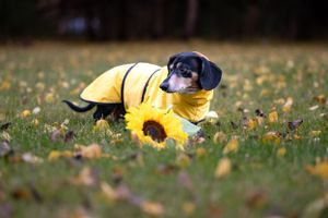 A dachshund wearing a bright yellow raincoat lies among sunflowers and fallen leaves.