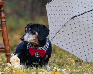 A dachshund wearing a plaid bowtie and formal attire sits next to a polka dot umbrella in fallen leaves.