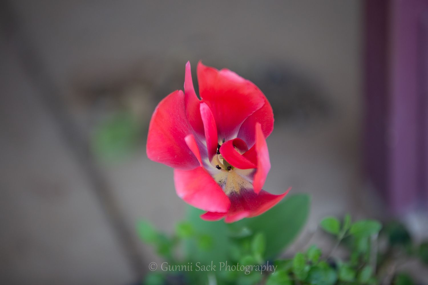 Gunnii Sack Photography, Flowers, Mokelumne Hill CA, Springtime, Tulip