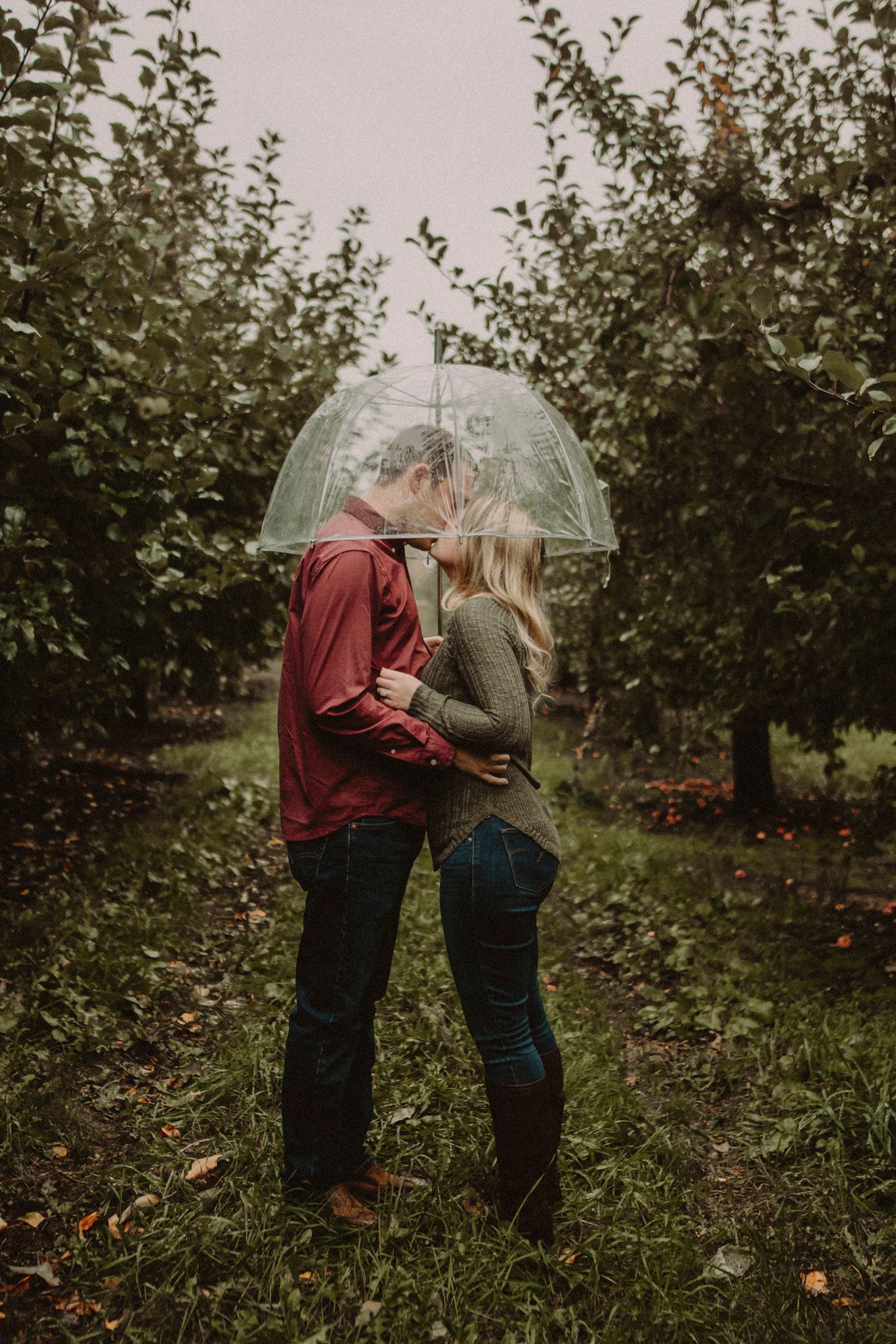 Couple sharing intimate moment under clear umbrella in apple orchard.