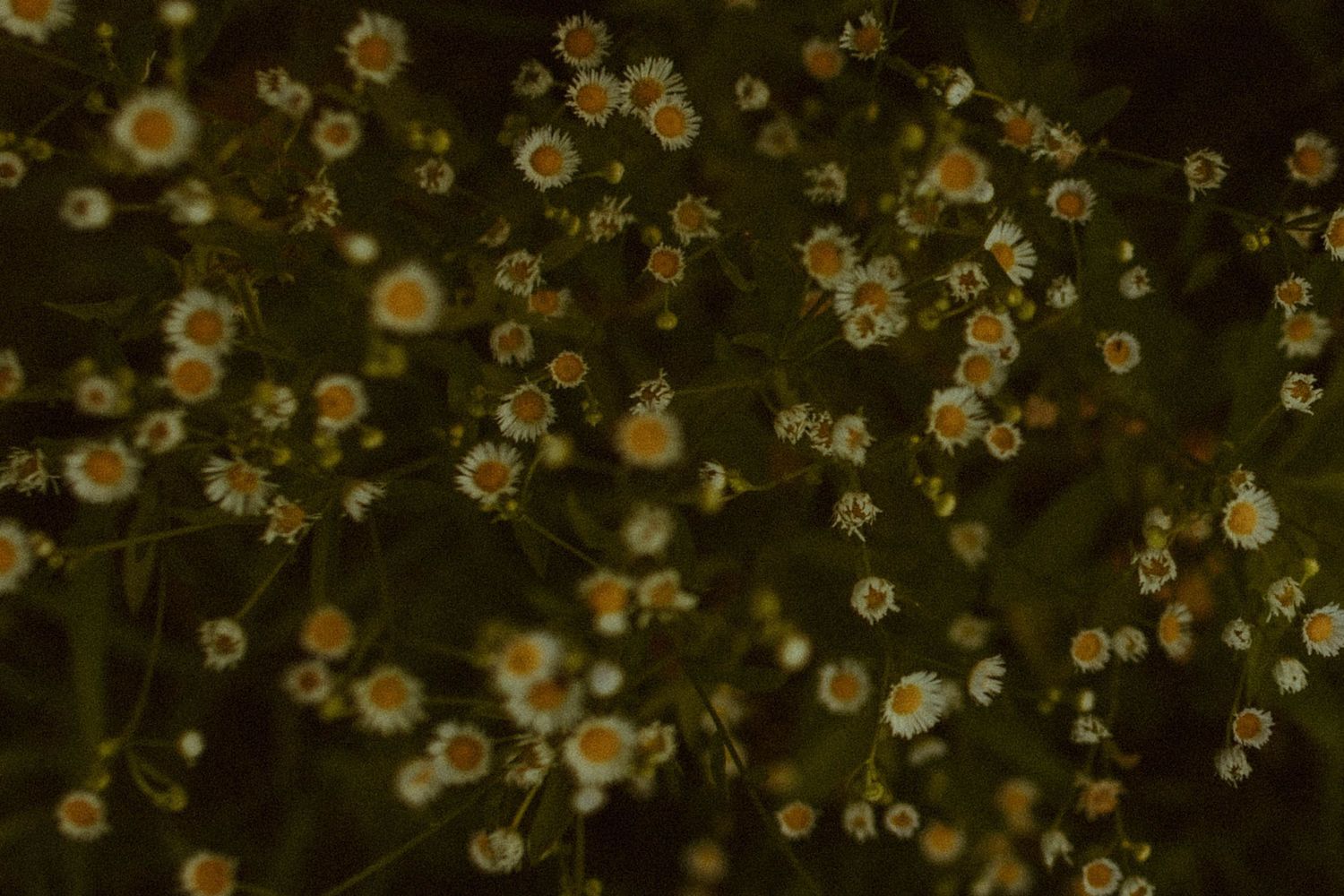 Dark moody close-up of delicate white wildflower daisies blooming in a field.