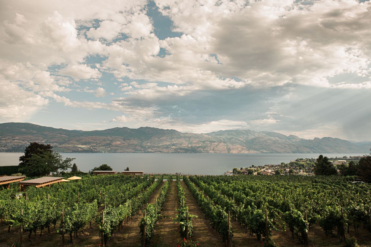 Rows of grapevines stretch toward a lake and mountains under a cloudy summer sky.