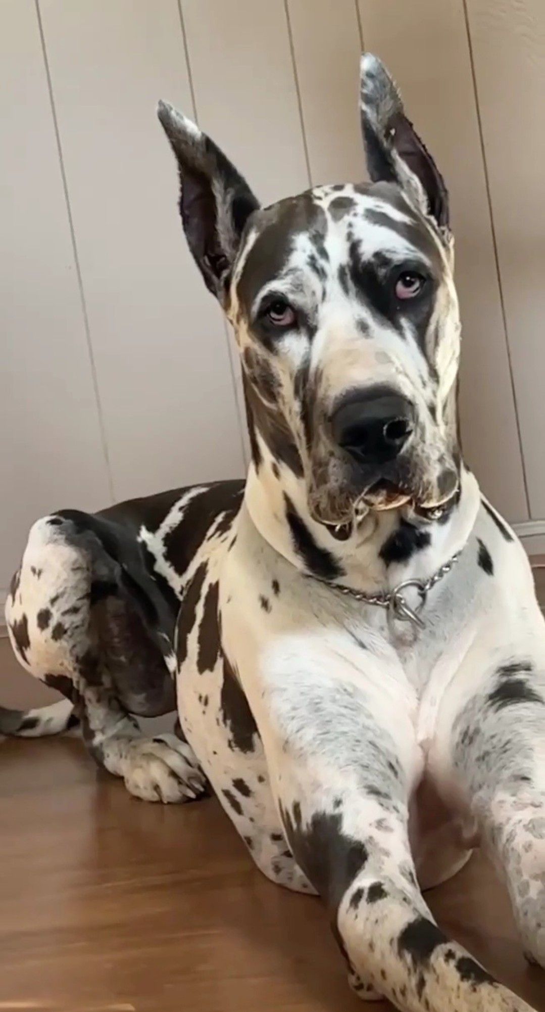 Harlequin Great Dane with black and white spots wearing a chain collar, lying on hardwood floor indoors.