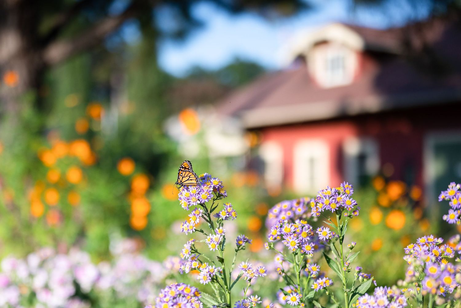 Purple wildflowers bloom in garden with red house in soft focus background.