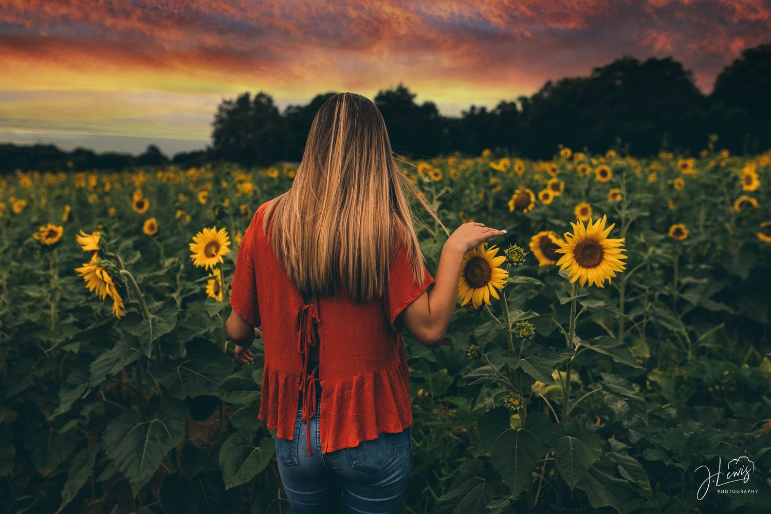 Back view of person in red top admiring sunflower field during sunset.