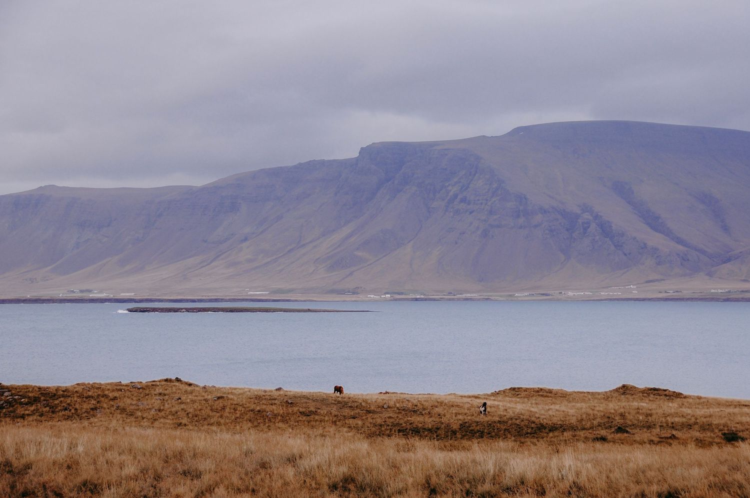 Horses running in a tall grass field in Reykjavik, Iceland. The is a mountain and the ocean behind them.