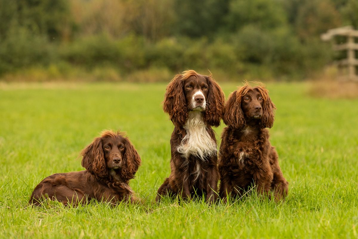 Three working cocker spaniel dogs sitting together in green grass field.