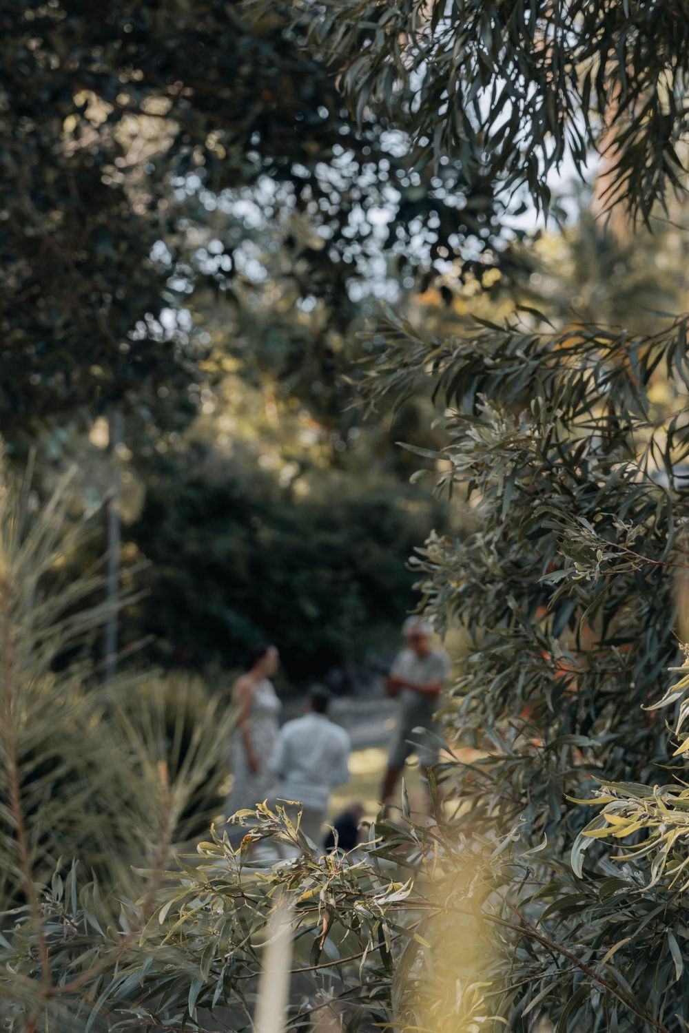 A dreamy garden scene viewed through foliage with soft natural lighting.