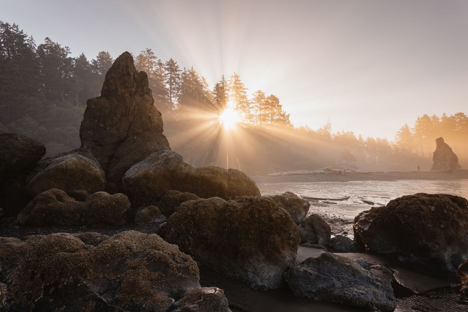 Dramatic coastal rocks silhouetted against brilliant golden sunbeams breaking through misty trees at sunset.