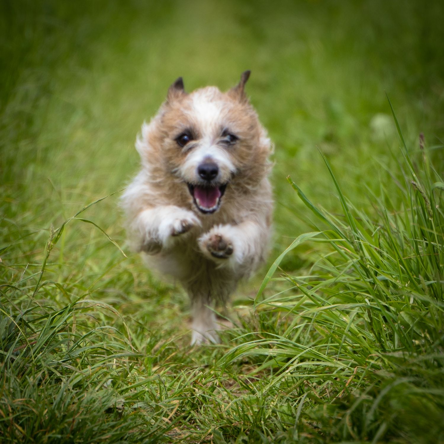 Small fluffy dog running and playing through tall green grass with joyful expression.