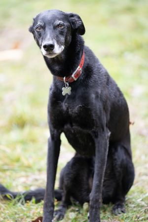 Black dog with white markings sitting attentively on grass wearing a red collar.