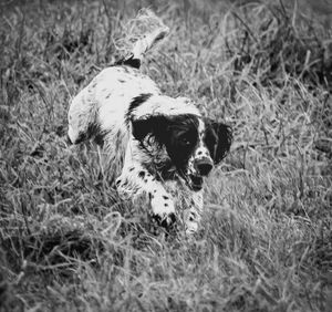 Dog rolling playfully in long grass shown in black and white photography.