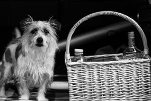 Black and white series of a small dog peeking out from behind a wicker basket.