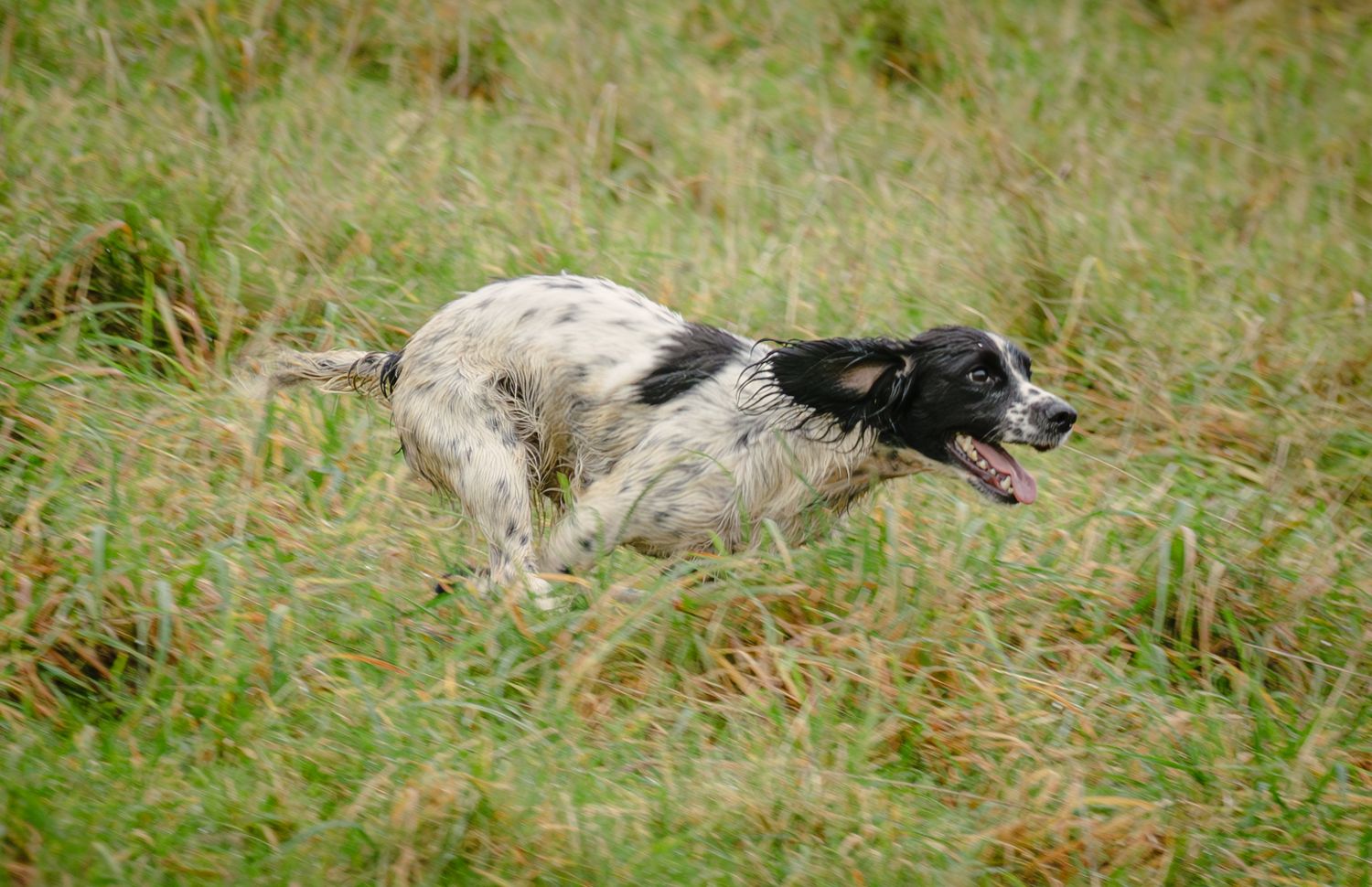 Dog running through a grassy meadow on a sunny day.