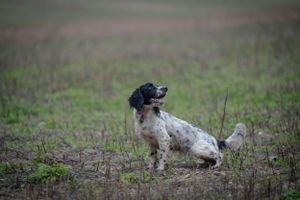 Series of hunting dogs resting in a grassy field.