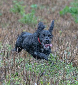 Black dog with red collar leaping and frolicking through dry grass in a field.