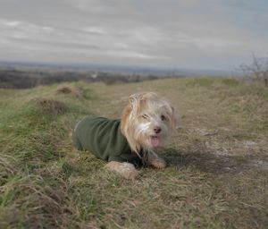 Terrier dog wearing a green coat resting on grassy hilltop with cloudy sky in background.
