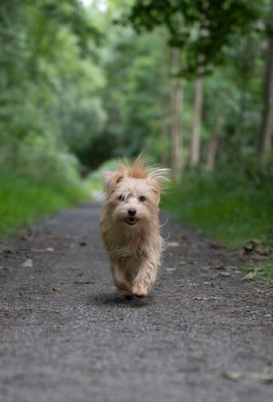 Small fluffy dog running along a forest path in sequence shots.