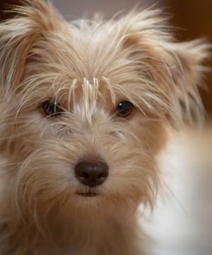 Close-up portraits of a cream-colored terrier dog with long fluffy fur showing different facial expressions.