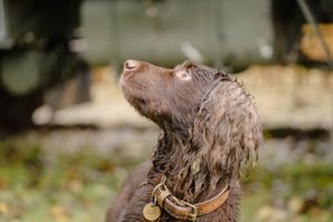 Brown shaggy dog shaking water off its fur vigorously.