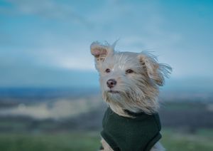 Small terrier wearing a dark jacket against a blue sky backdrop.