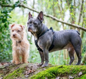 Two small dogs standing on a mossy log in a wooded area.