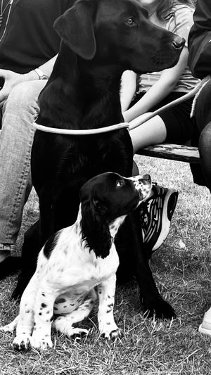 Black and white dogs being petted while sitting on grass.