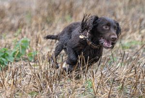 Black dog running and playing energetically through tall brown grass in a field.