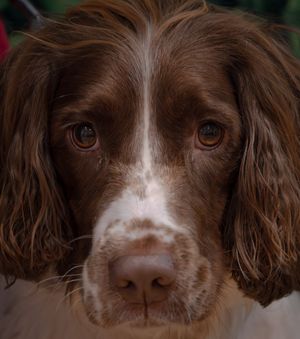 Close-up portrait sequence of a brown and white Springer Spaniel's face and eyes.