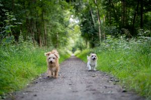 Small dogs walking together on a forest trail surrounded by lush green vegetation.