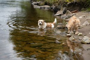 Dogs playing and splashing in shallow water near a rocky riverbank.