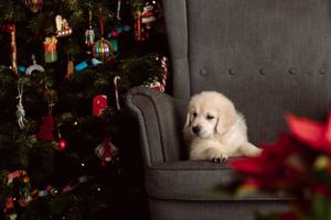 Pets Christmas Photos Ireland