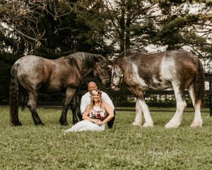 Two large Clydesdale horses stand in a grassy field while a couple sits between them surrounded by evergreen trees.