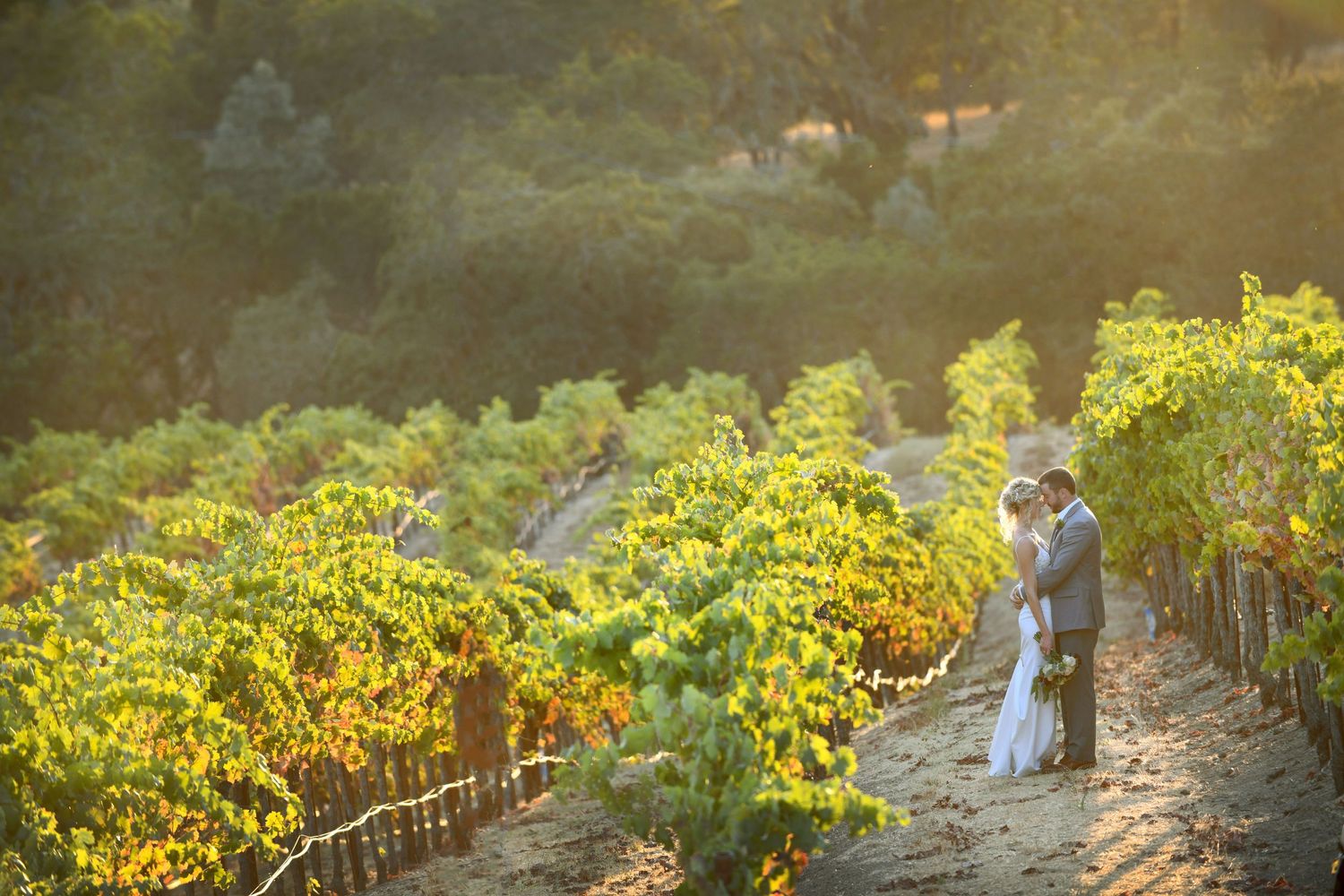 Sunset photo of bride and groom in the vineyards, Sbragia Family Vineyards, Geyserville CA,