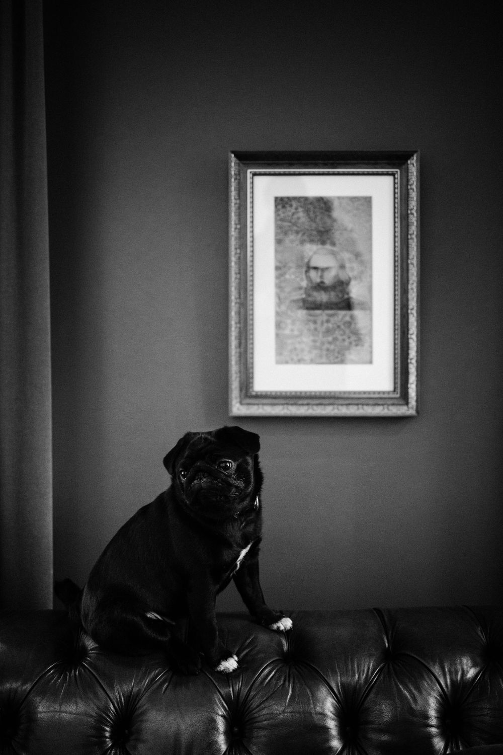 A black pug sits regally on a leather couch beneath a framed artwork.