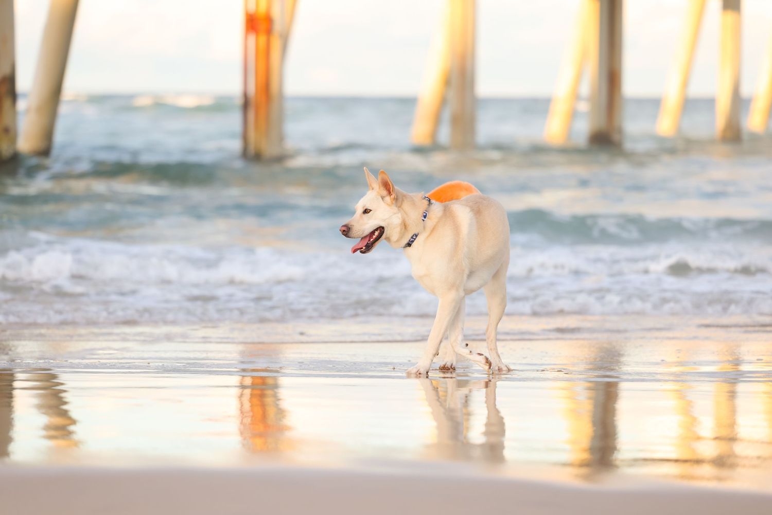 White large size dog with a dyed orange, curly tail, walks in the lowtide on the beach at dusk