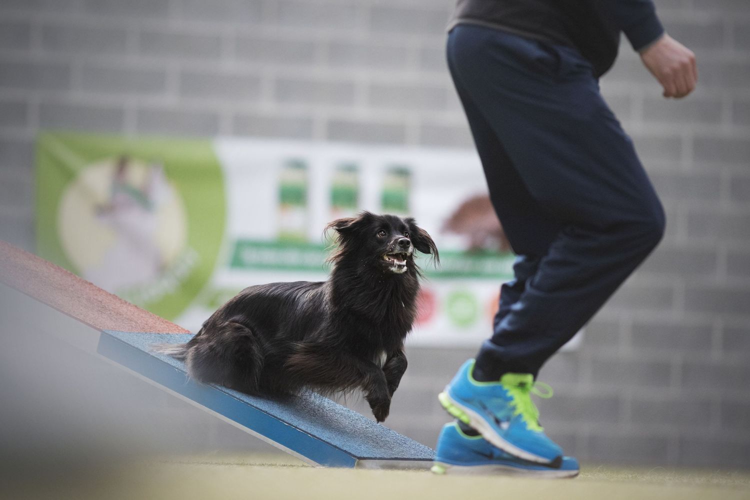 Small black dog practicing agility on blue ramp with trainer.