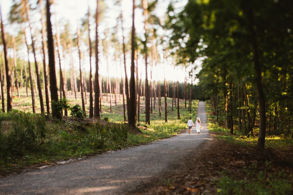 Couple walking on sunny forest path surrounded by tall pine trees.