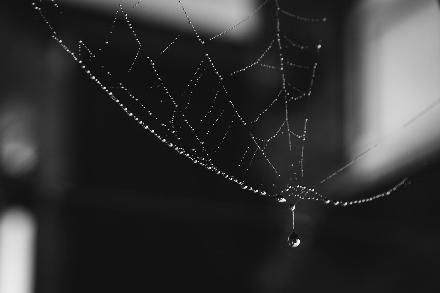 Close-up of spider web with water droplets in black and white.