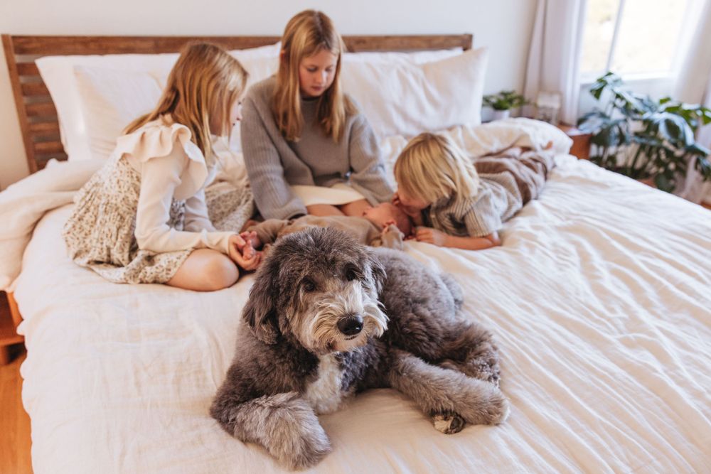 A large shaggy dog resting at the foot of a bed with people.